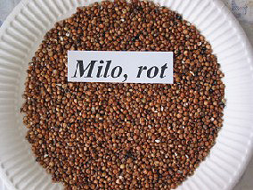 Milo, rot